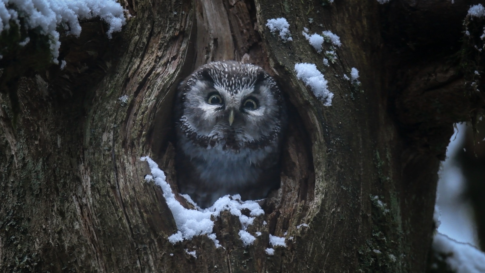 Whispers in the Woods — image 2